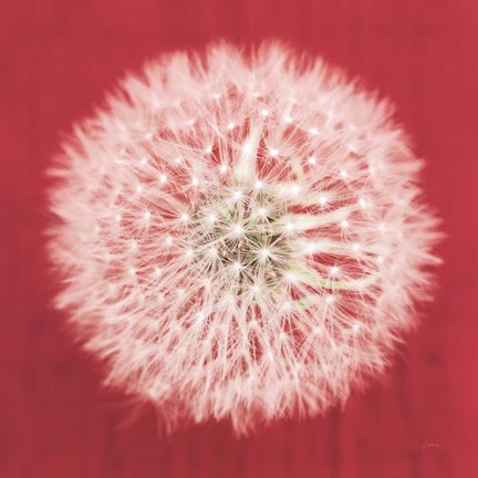 Framed Dandelion on Red I Print