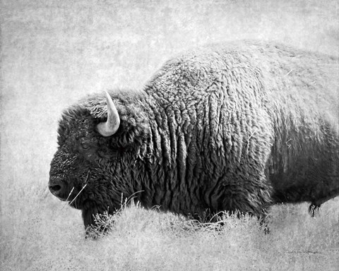 Framed Buffalo II BW Print