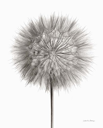 Framed Dandelion Fluff on White Print