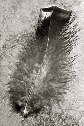 Framed Feather Shadow IV Print