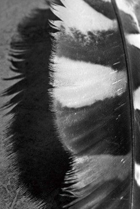 Framed Feather Shadow III Print