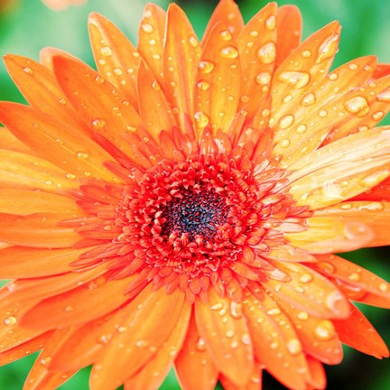 Framed Mixed Gerbera I Print