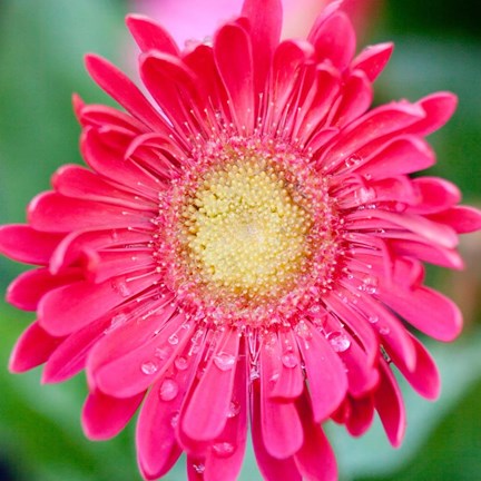 Framed Mixed Gerbera II Print