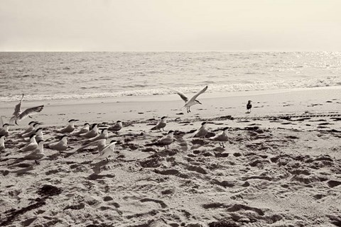 Framed Dream of the Beach II Print