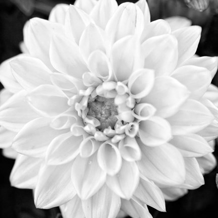 Framed Black &amp; White Gerbera I Print