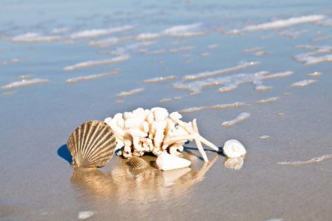 Framed Seashell Reflection Print
