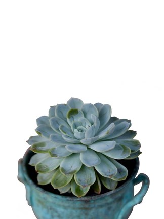 Framed Little Succulent on White Print