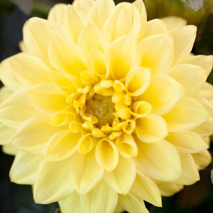 Framed Bright Yellow Gerbera Print