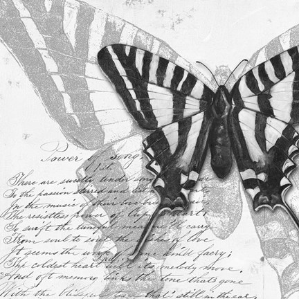Framed Butterflies Studies II Print