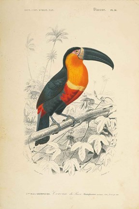 Framed Toucan du Para Print