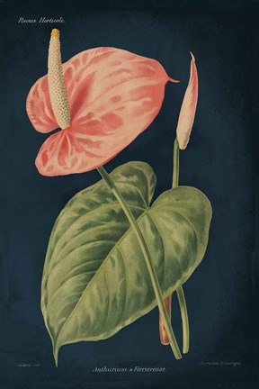 Framed Anthurium Ferrierense Dark Blue Print