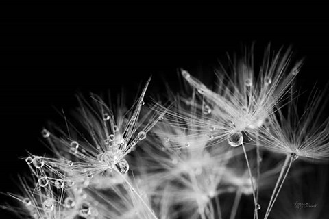 Framed Dandelion Dewdrops II Print