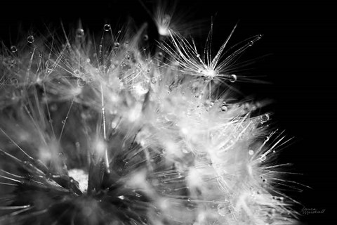 Framed Dandelion Dewdrops I Print