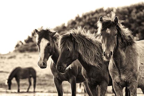 Framed Horses Three Sepia Print