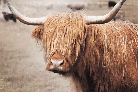 Framed Scottish Highland Cattle I Neutral Print