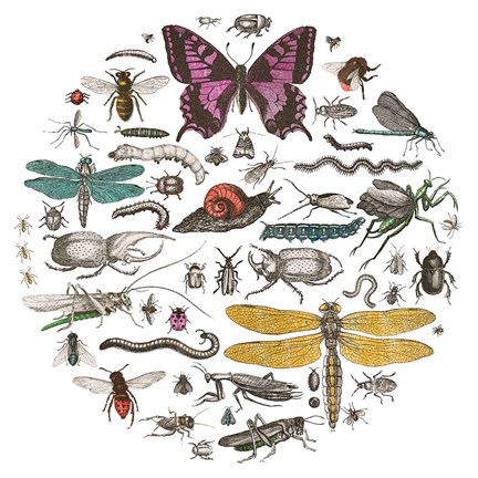 Framed Insect Circle II Bright v2 Print