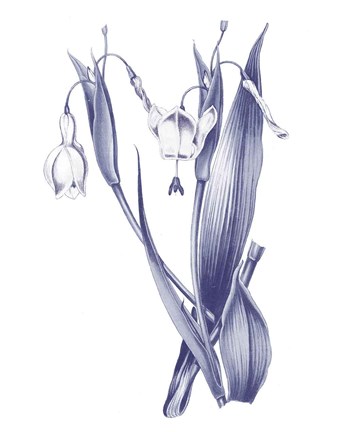 Framed Dark Blue Botanical II Print