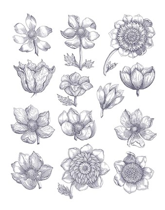 Framed Anemone Plate I Blue Print