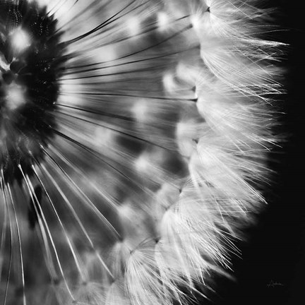 Framed Dandelion on Black III Print