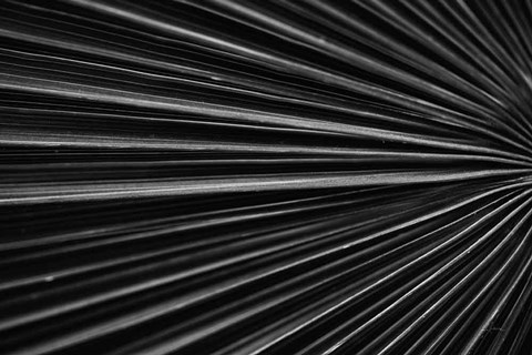 Framed Tropical IV Print