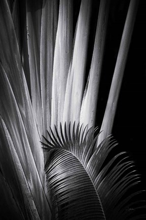 Framed Tropical II Print