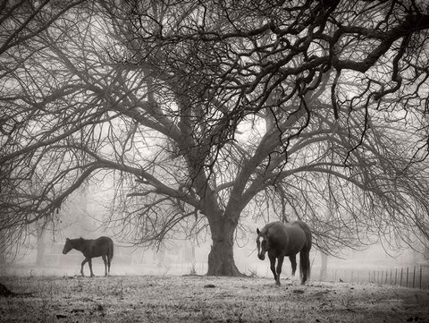 Framed Morning Calm II BW Print