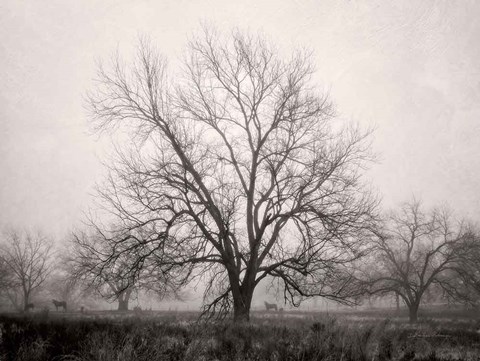 Framed Morning Calm I BW Print