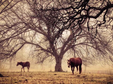 Framed Morning Calm II Print