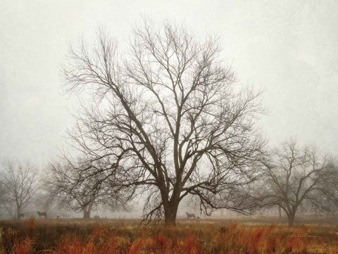 Framed Morning Calm I Print