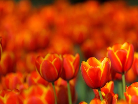 Framed Tulips Forever Print