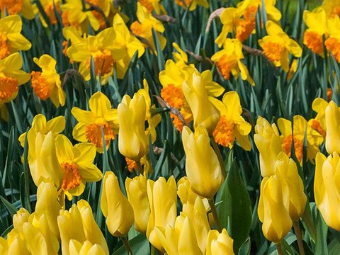 Framed Yellow Tulips Print