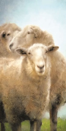 Framed Three Sheep Portrait Print