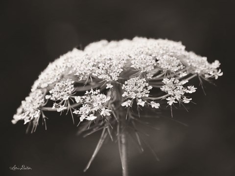 Framed Queen Anne&#39;s Lace Print