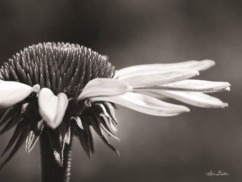 Framed Coneflower Print