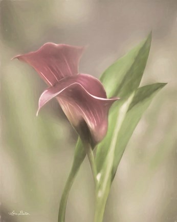 Framed Pink Calla Lily Print