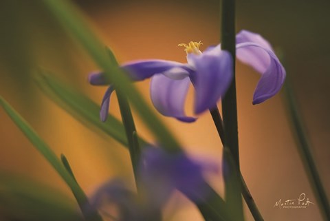 Framed Chionodoxa I Print