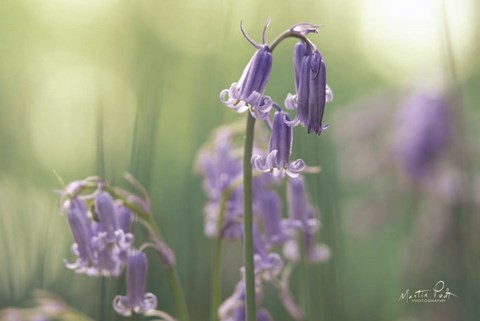 Framed Bluebell II Print