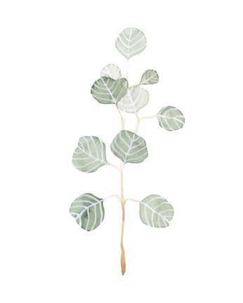 Framed Soft Eucalyptus Branch II Print