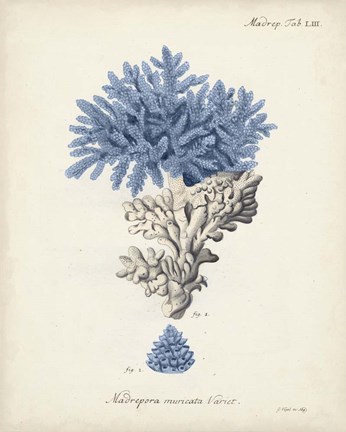 Framed Antique Coral in Navy III Print