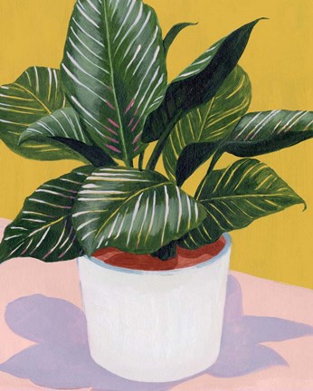 Framed Calethea II Print