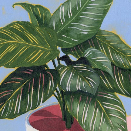 Framed Calethea IV Print