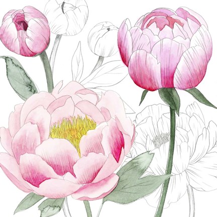 Framed May Peonies II Print