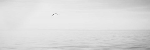 Framed Black &amp; White Water Panel XVI Print