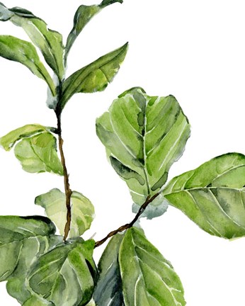 Framed Fiddle Fig II Print