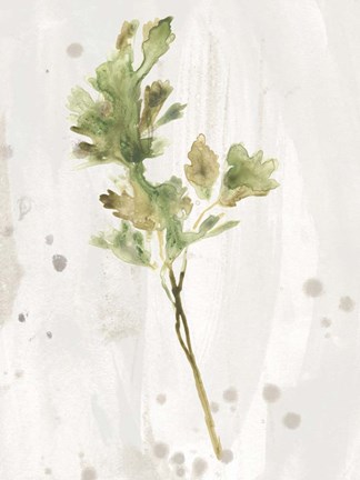 Framed Antique Earthtone Herbs I Print