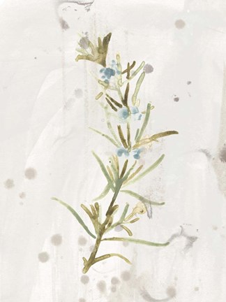 Framed Antique Earthtone Herbs III Print