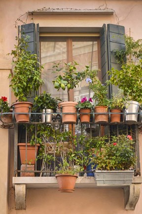 Framed Italian Window Flowers III Print