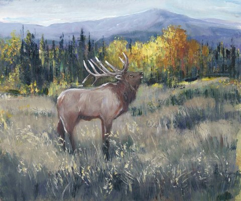 Framed Rocky Mountain Elk II Print