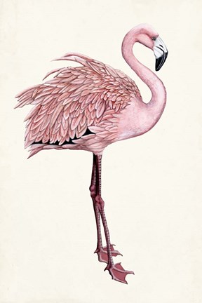 Framed Striking Flamingo I Print