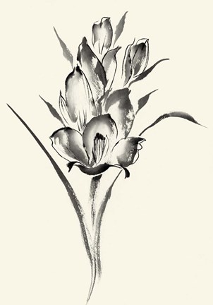 Framed Ink Wash Floral II - Gladiolus Print